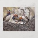 Search for males postcards Beauty