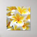 Search for frangipani art Flower