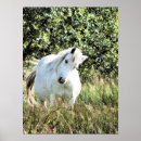 Search for mare posters Ponies