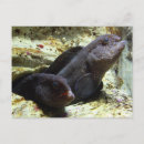 Search for eel Marine