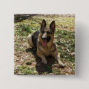 Search for herd dog badges Herding