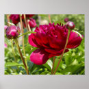 Search for velvet posters Flowers