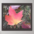 Search for autumn leaf posters Nature