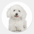 Search for bichon stickers Canine
