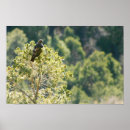 Search for hawk posters Raptor