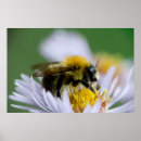Search for honeybees posters Nature