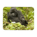 Search for mcdonald magnets Rwanda