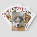Search for corgi playing cards Dog