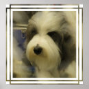 Search for old dog photos posters Dogs