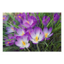 Search for violet spring flower posters Yellow