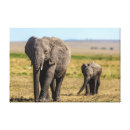 Search for animals canvas prints young animal
