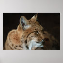 Search for lynx posters Wilderness