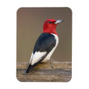 Search for fences magnets Avian