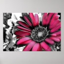 Search for gerber photography Flower