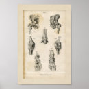Search for vintage medical skeleton posters Anatomical