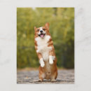 Search for corgis postcards Dog