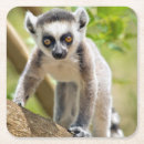 Search for lemur coasters Baby