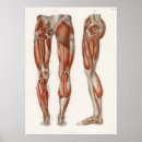 Search for medical art Anatomical