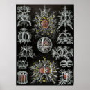 Search for vintage sea shells posters Retro
