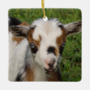 Search for baby goat christmas tree decorations Animal