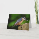 Search for nuthatch cards Nature