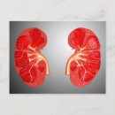 Search for kidney postcards Anatomy