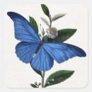 Search for lepidoptera stickers Insects