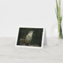Search for wren bird cards Animals