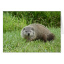 Search for marmota Animal