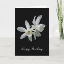 Search for narcissus cards Daffodil