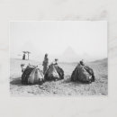 Search for cairo postcards Camel