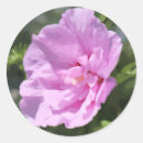 Search for azaleas stickers Pink