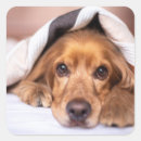 Search for cockerals stickers Dog