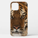 Search for tiger iphone cases Carnivore