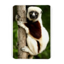 Search for lemur magnets Wild animal