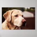 Search for canidae posters Carnivore