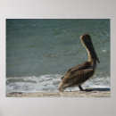 Search for pelican posters Beach