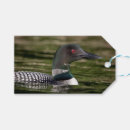 Search for common loon Wildlife