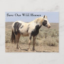 Search for pinto cards invites Outdoor wildlife photography