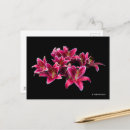 Search for lilium postcards Flora