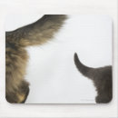 Search for tailed mousepads Nature