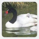 Search for black swan bird stickers Nature