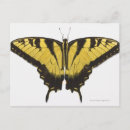 Search for fragile postcards Beauty