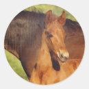 Search for morgan stickers Horse