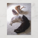Search for cleaning postcards Cats
