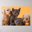 Search for russian blue cat art Puppy