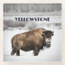 Search for buffaloes coasters Nature