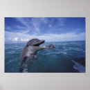 Search for friendly posters Ocean