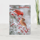 Search for winter birthday cards Cardinal