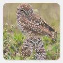 Search for burrow stickers Burrowing owl